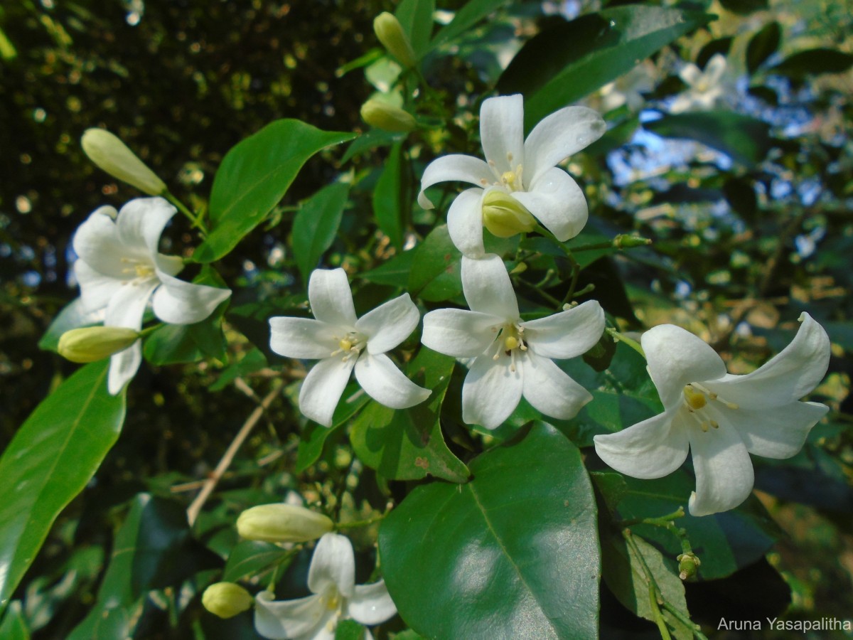 Murraya paniculata (L.) Jack